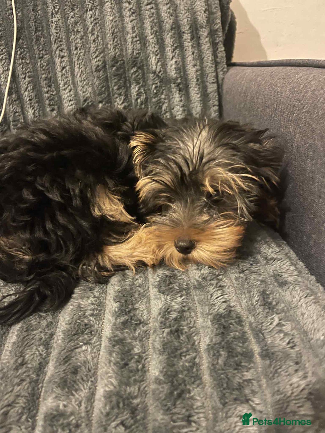 Yorkshire Terrier dogs for sale:  Maxi - Image 2