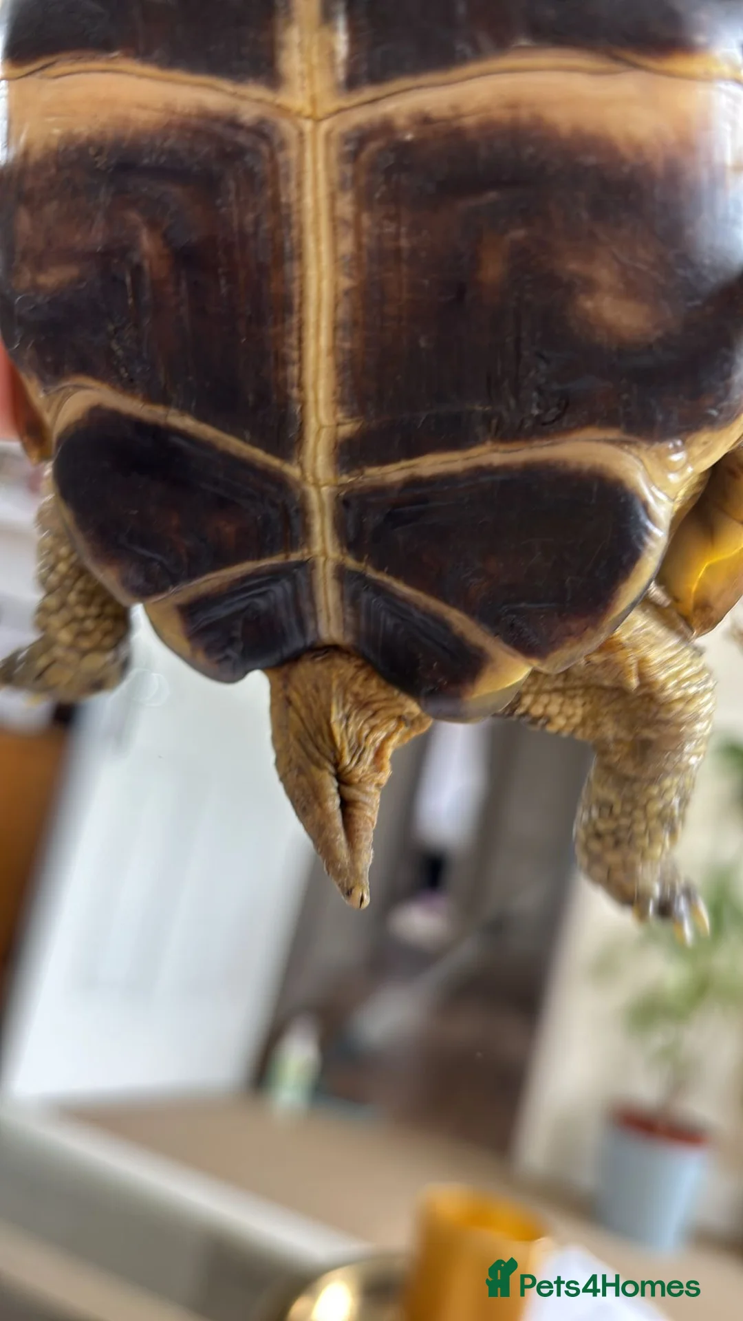 Tortoise reptiles for sale: Horsefield Tortoise’ in Droitwich - Advert 8