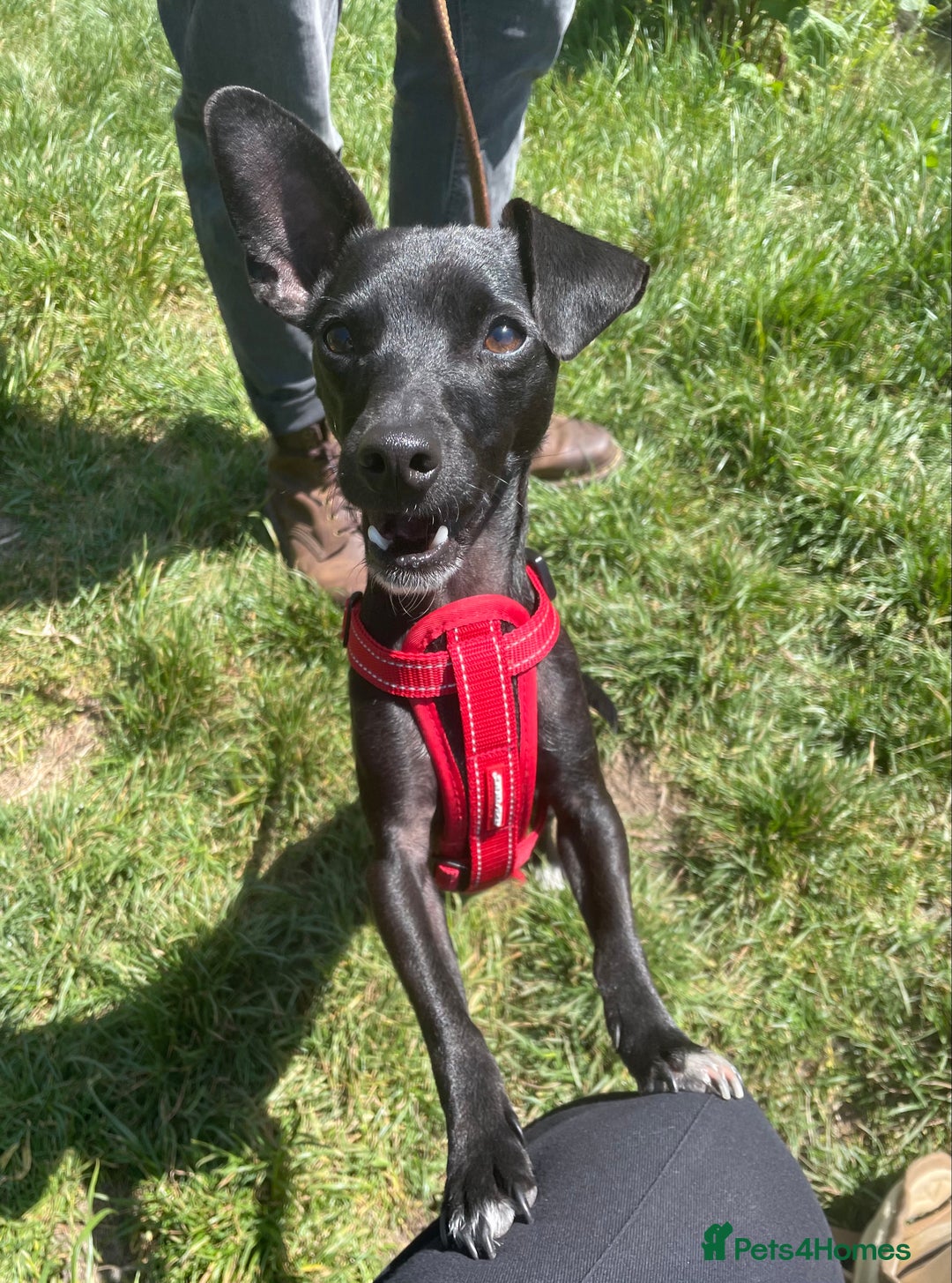 Mixed Breed dogs for sale: Jack Russell X Mixed Breed ‘Jet’ - Image 11