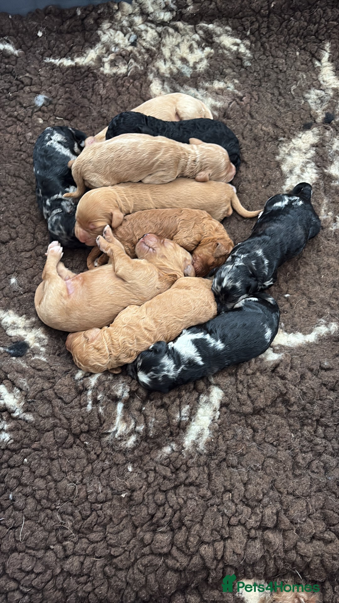 Goldendoodle dogs for sale: Superb litter of Mini Goldendoodle puppies  - Image 1