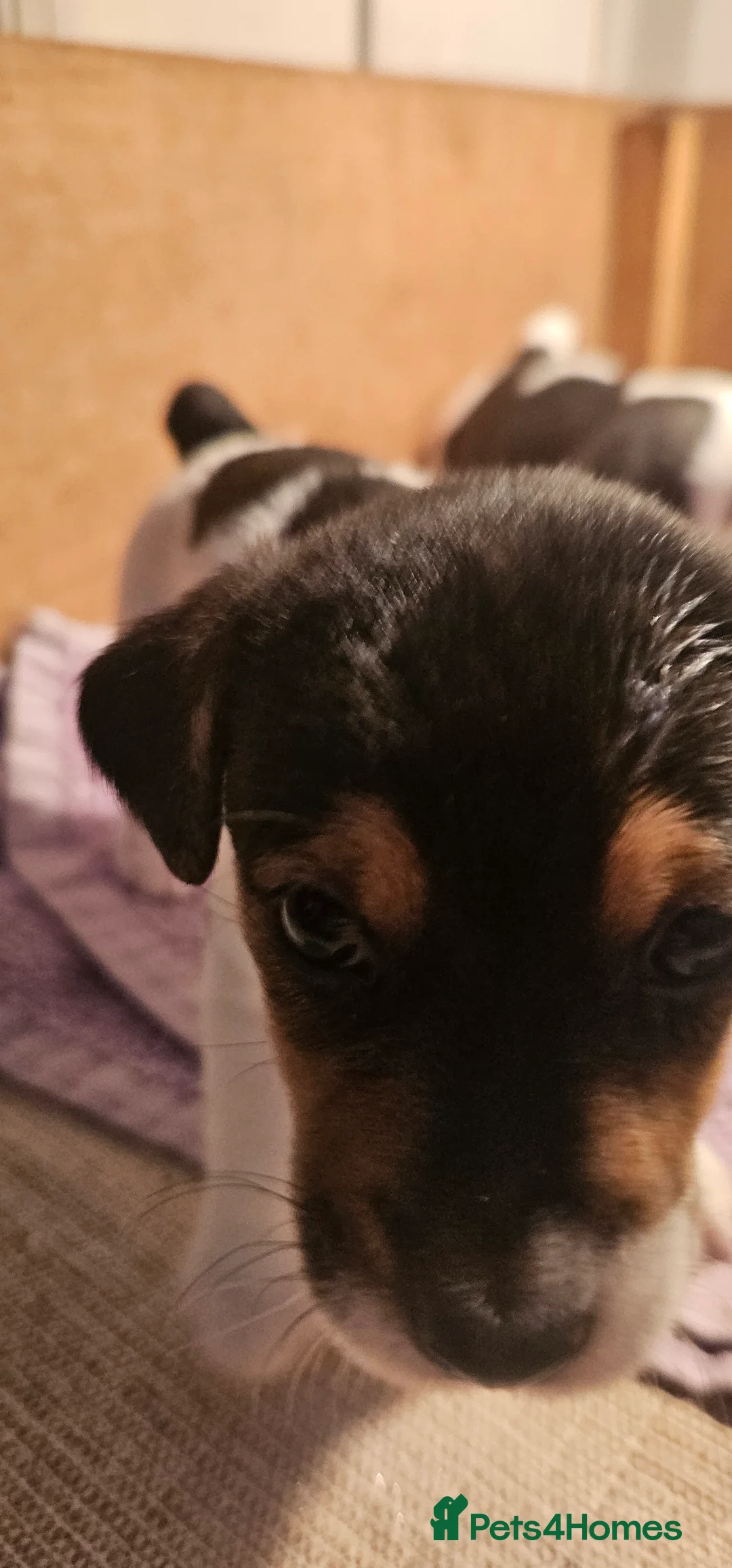 Jack Russell dogs for sale: Jack Russell Puppies - Advert 6