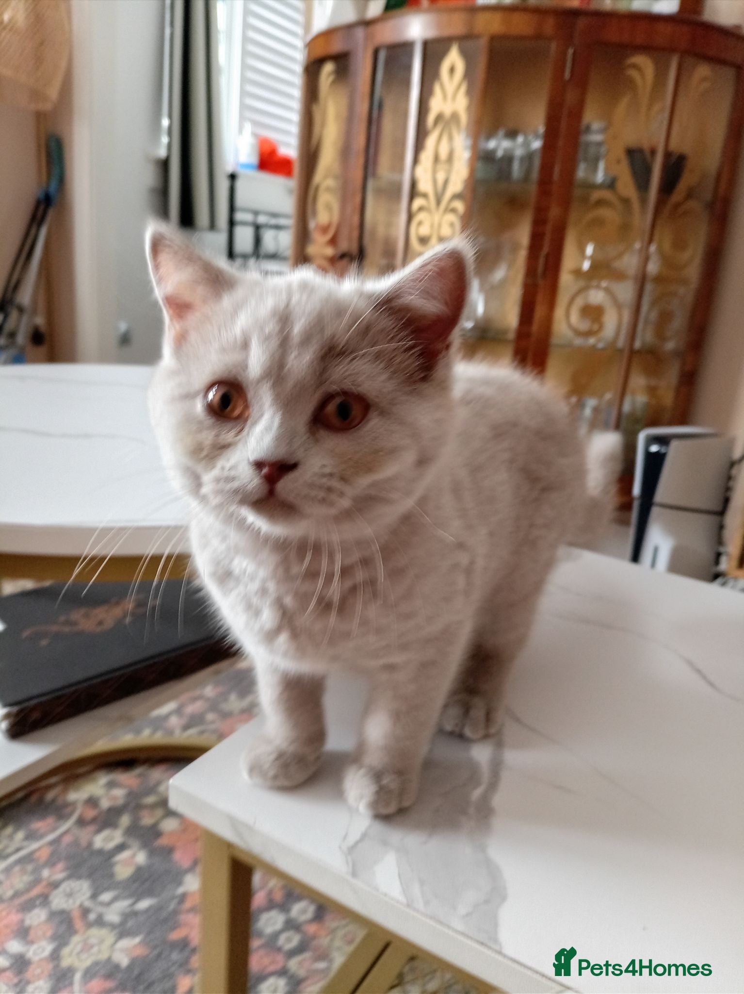 British Shorthair cats 3 British Shorthair Girls Lilac and Blue - Advert 1