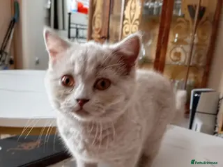 British Shorthair cats 3 British Shorthair Girls Lilac and Blue - Advert 1