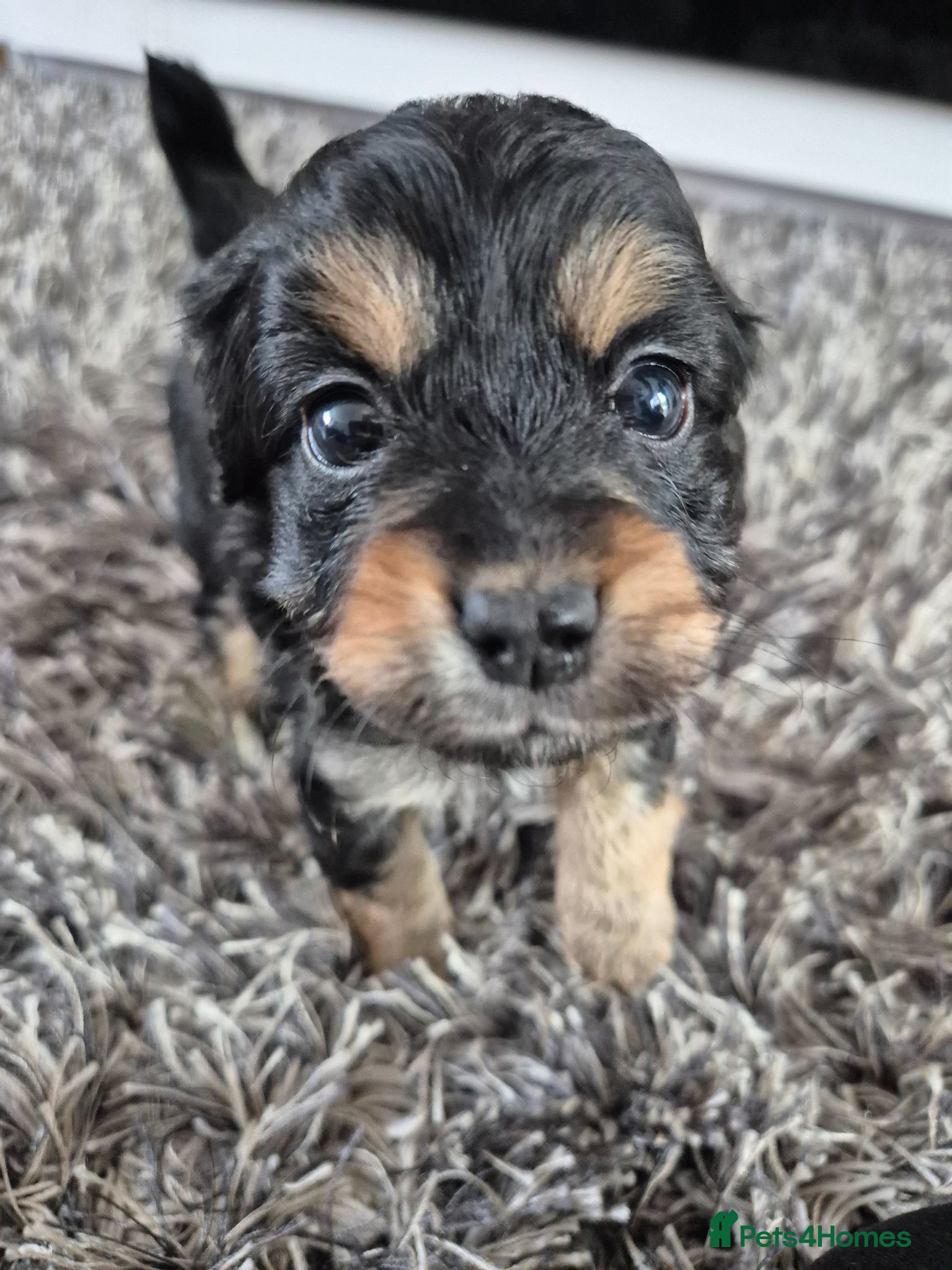 Mixed Breed dogs Extremely cute cockapomapoo puppys - Advert 6