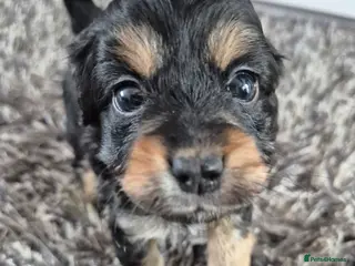 Mixed Breed dogs Extremely cute cockapomapoo puppys - Advert 6