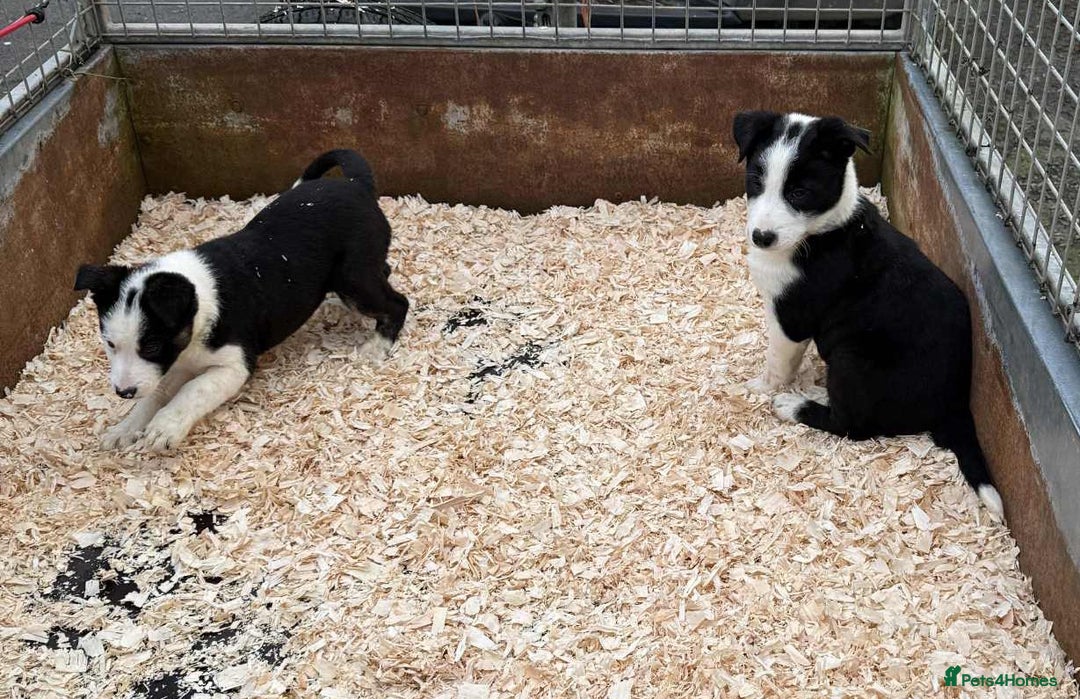 Border Collie dogs for sale: READY NOW border collie puppies one girl two boys  - Advert 5