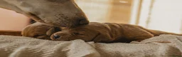Labrador Retriever dogs for sale: One puppy left!! Health tested Labs-Yellow/Fox Red - Advert 12