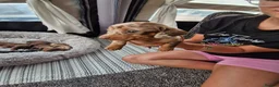 Miniature Dachshund dogs for sale: Miniature dachshund puppies  in Gloucester - Advert 7