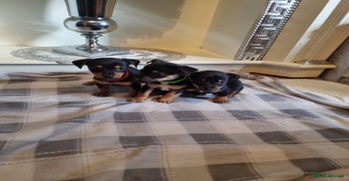 Jack Russell dogs - Advert 5