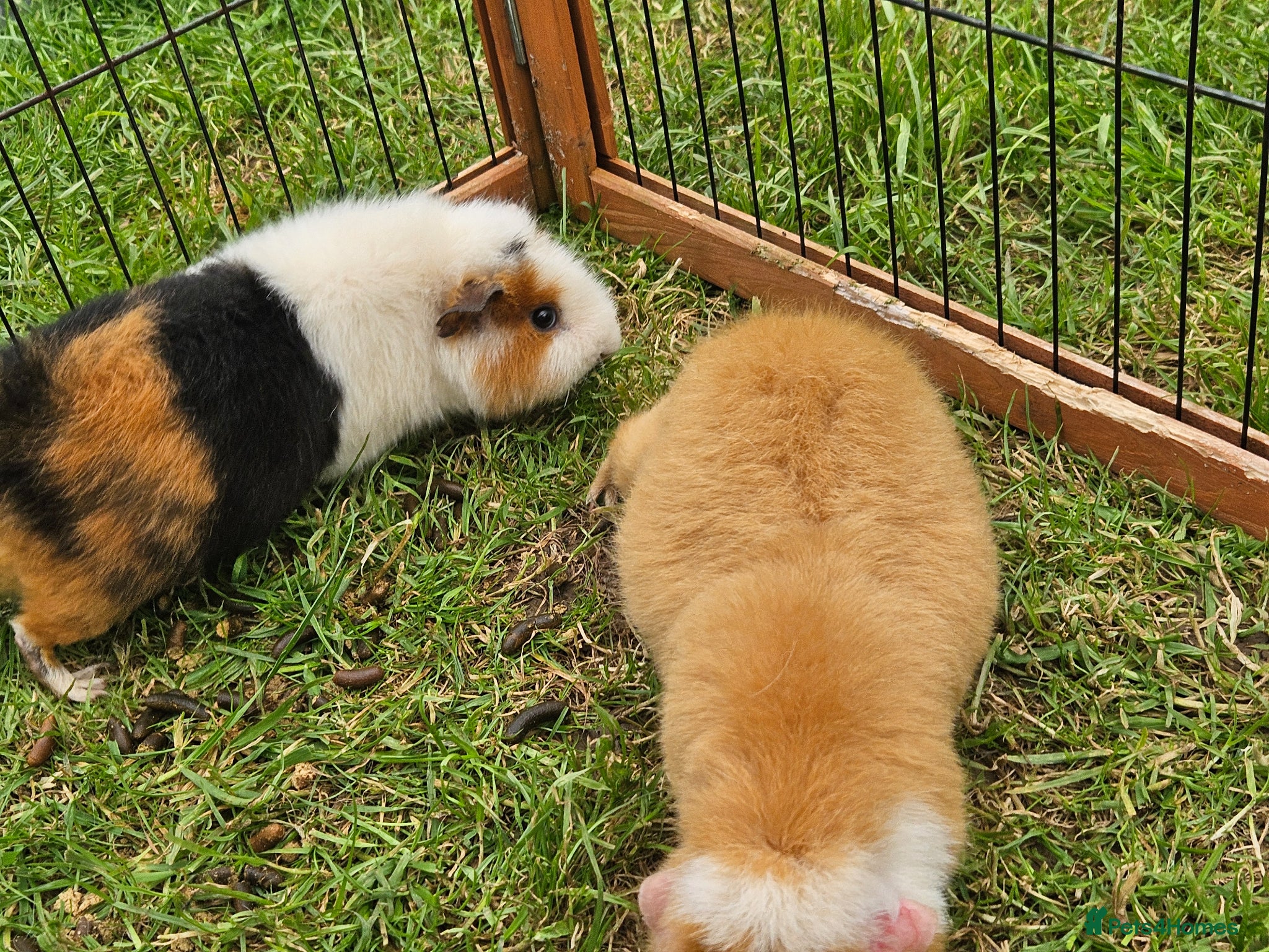 Guinea Pig rodents Two male Teddy guinea pigs (brothers) - Advert 16