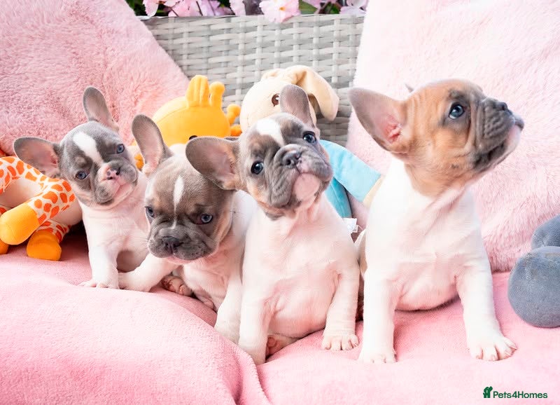 French Bulldog dogs for sale: Stunning litter of pied French bulldogs - Advert 11