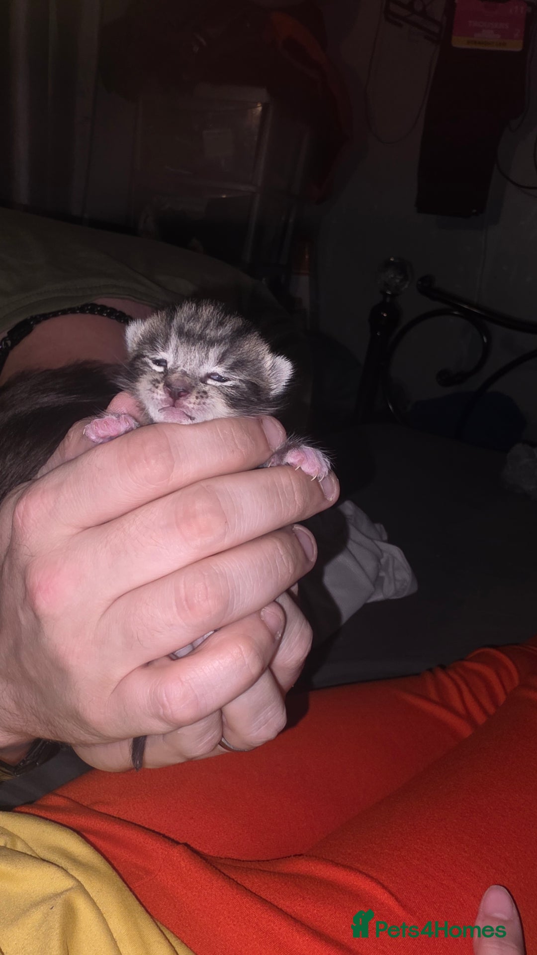 Savannah cats for sale: Savannah X Domestic cat - Advert 13