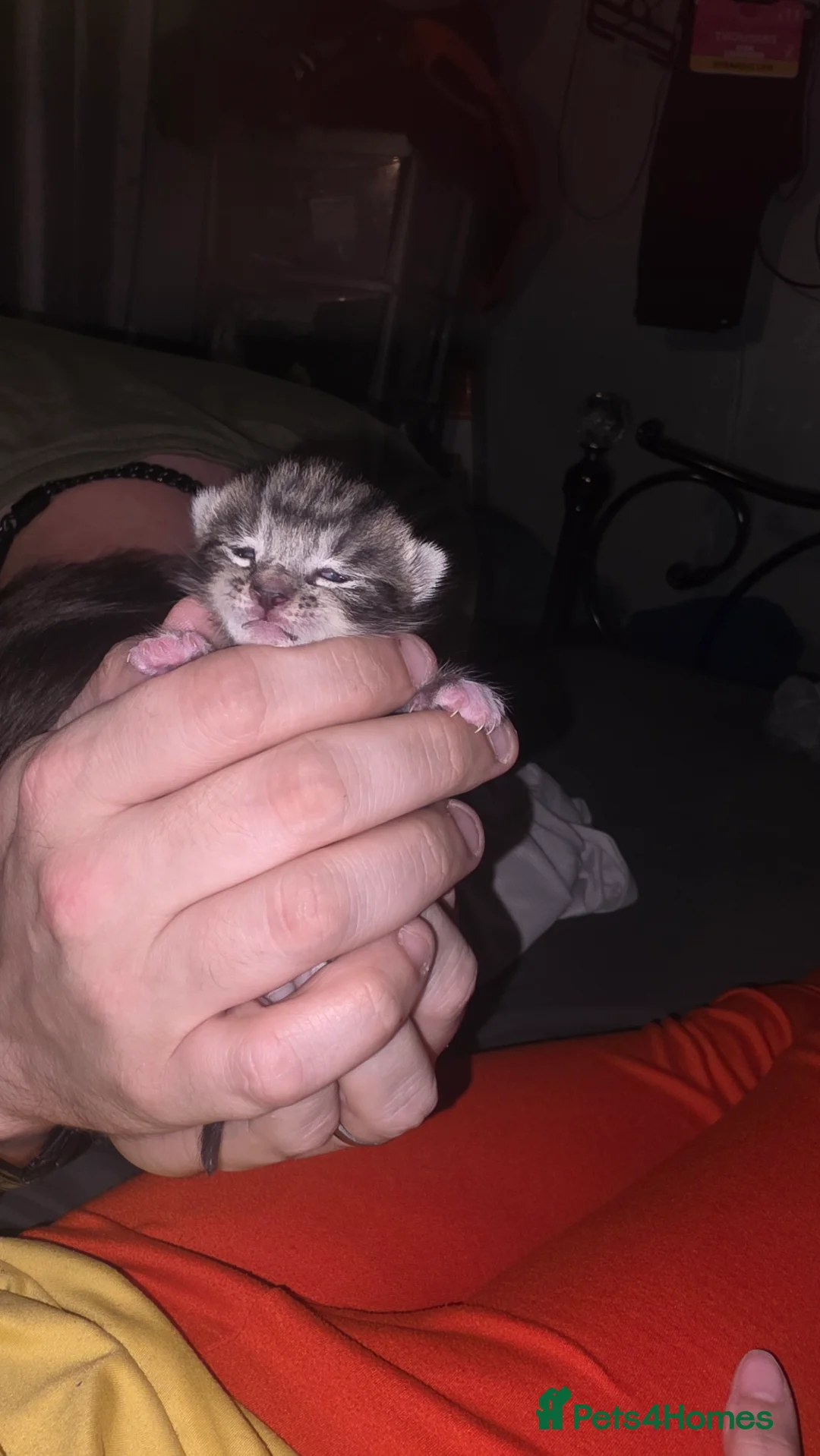 Mixed Breed cats for sale: Savannah X Domestic kittens - Advert 21