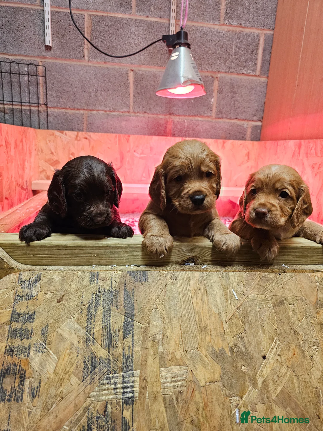 Cocker Spaniel dogs for sale: KC Reg working cocker spaniel puppies in Knighton - Advert 1