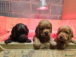 Cocker Spaniel dogs KC Reg working cocker spaniel puppies in Knighton - Advert 1