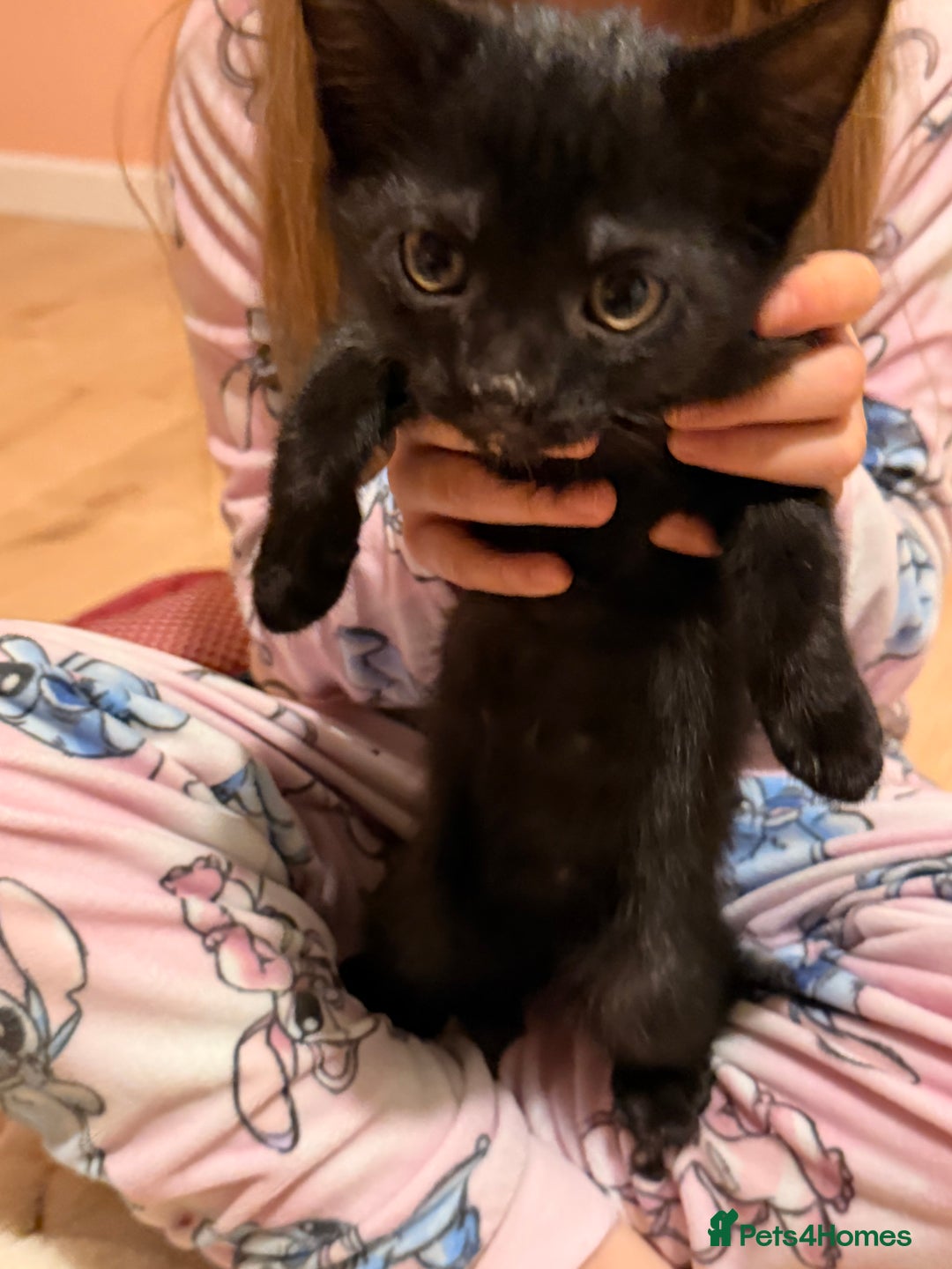 Mixed Breed cats for sale: Mother and daughter only together  - Advert 4