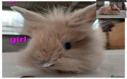 Lionhead rabbits for sale: Gorgeous baby bunnies for sale  - Image 4
