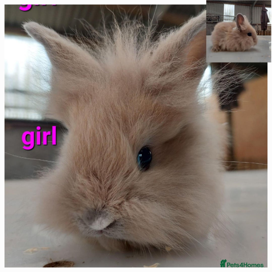 Lionhead rabbits for sale: Gorgeous baby bunnies for sale  - Image 4