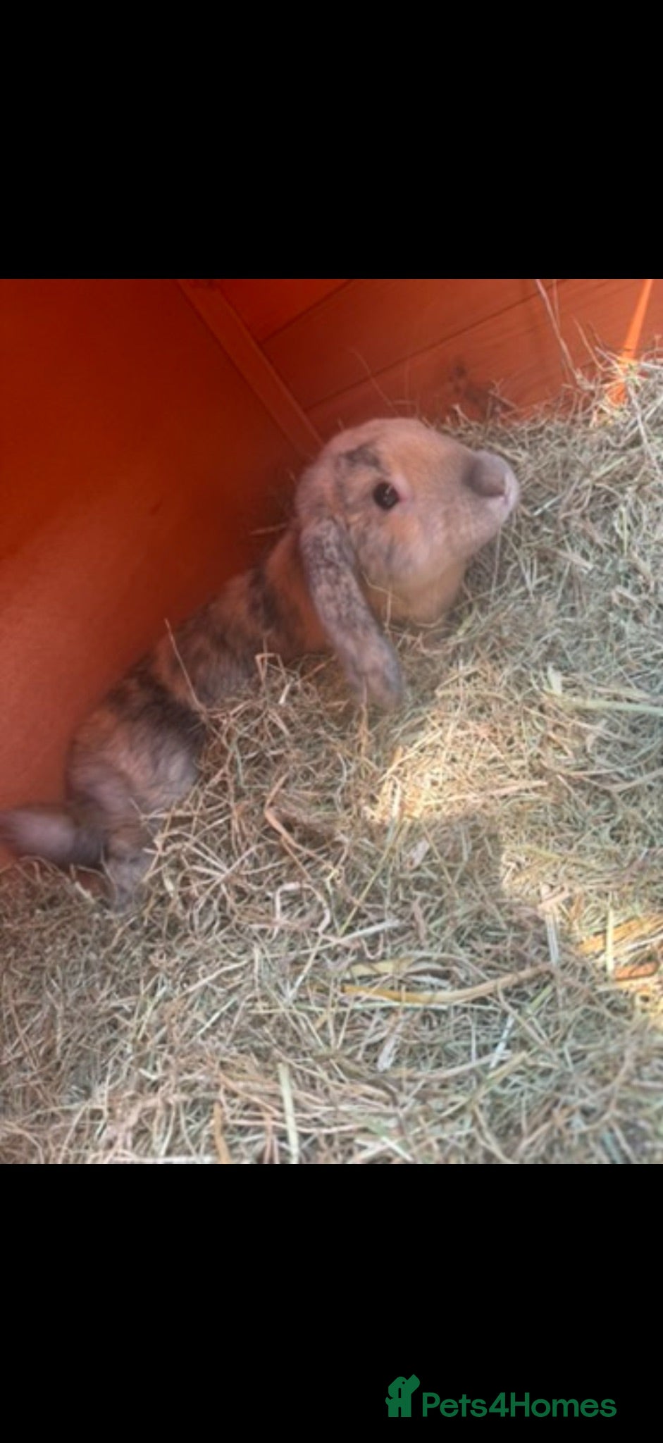 Dwarf Lop rabbits Two male rabbits FREE to a good home! - Advert 2