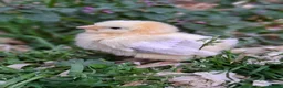 Chickens poultry for sale: Orpingtons, salmon fav, olive eggers, bourbon red  - Advert 3