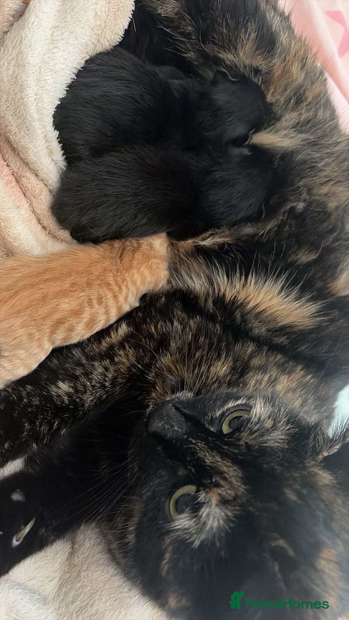 Mixed Breed cats Two back kittens available  - Advert 3