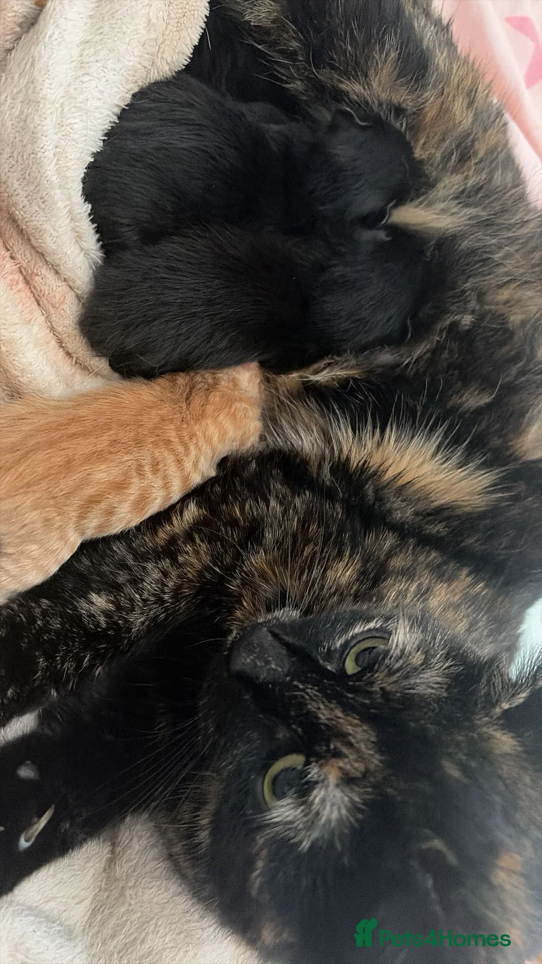 Mixed Breed cats for sale: Two back kittens available  - Advert 1