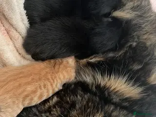 Mixed Breed cats Two back kittens available - Advert 3