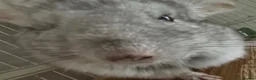 Chinchilla rodents for sale: 2 bonded male chinchillas  - Advert 3