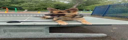 German Shepherd dogs for sale: KC Registered Young Female GSD – Trained - Advert 3