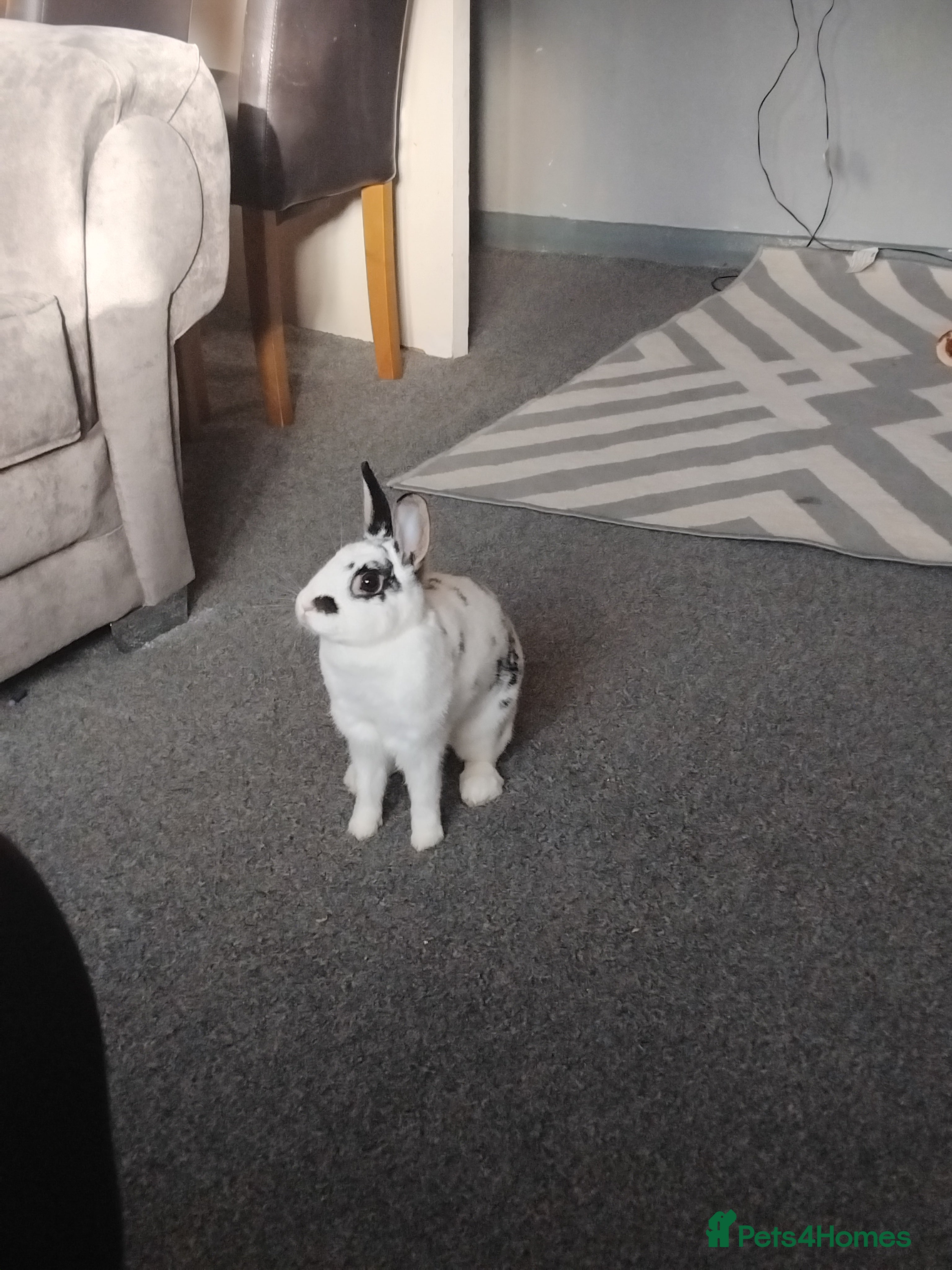 Mixed Breed rabbits Mini rex for sale  - Advert 1