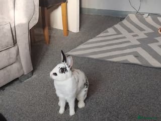 Mixed Breed rabbits Mini rex for sale - Advert 2