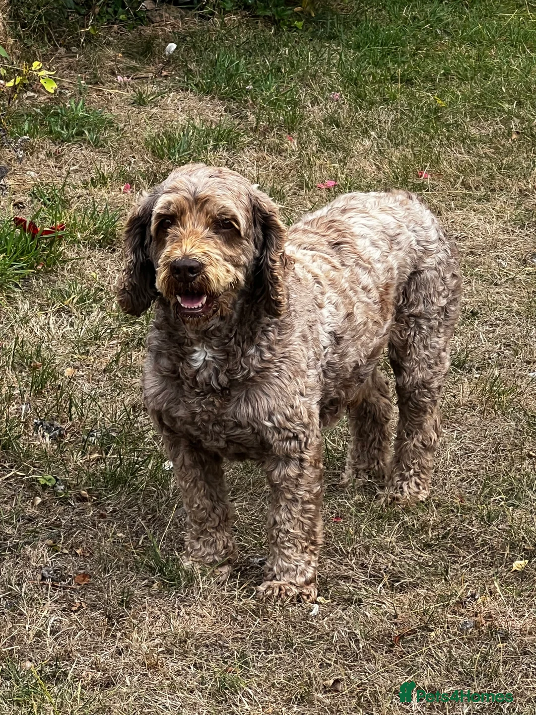 Miniature Poodle dogs for stud: OUTSTANDING CHOCOLATE F1 COCKAPOO FULLY DNA TESTED in Radstock - Advert 3
