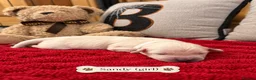 Golden Retriever dogs for sale: TOP QUALITY KC GOLDEN RETRIEVERS  - Advert 4