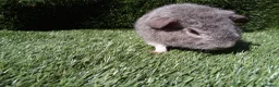 Guinea Pig rodents for sale: Rex guinea pigs  - Advert 17