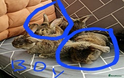 Mixed Breed rabbits for sale: Rabbits for sale  - Advert 9