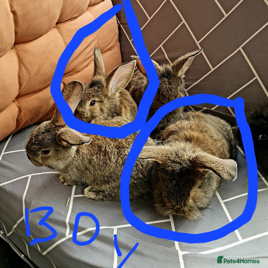 Mixed Breed rabbits for sale: Rabbits for sale  - Advert 9