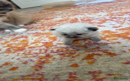 Ragdoll cats for sale: Ragdoll Kittens - Image 4