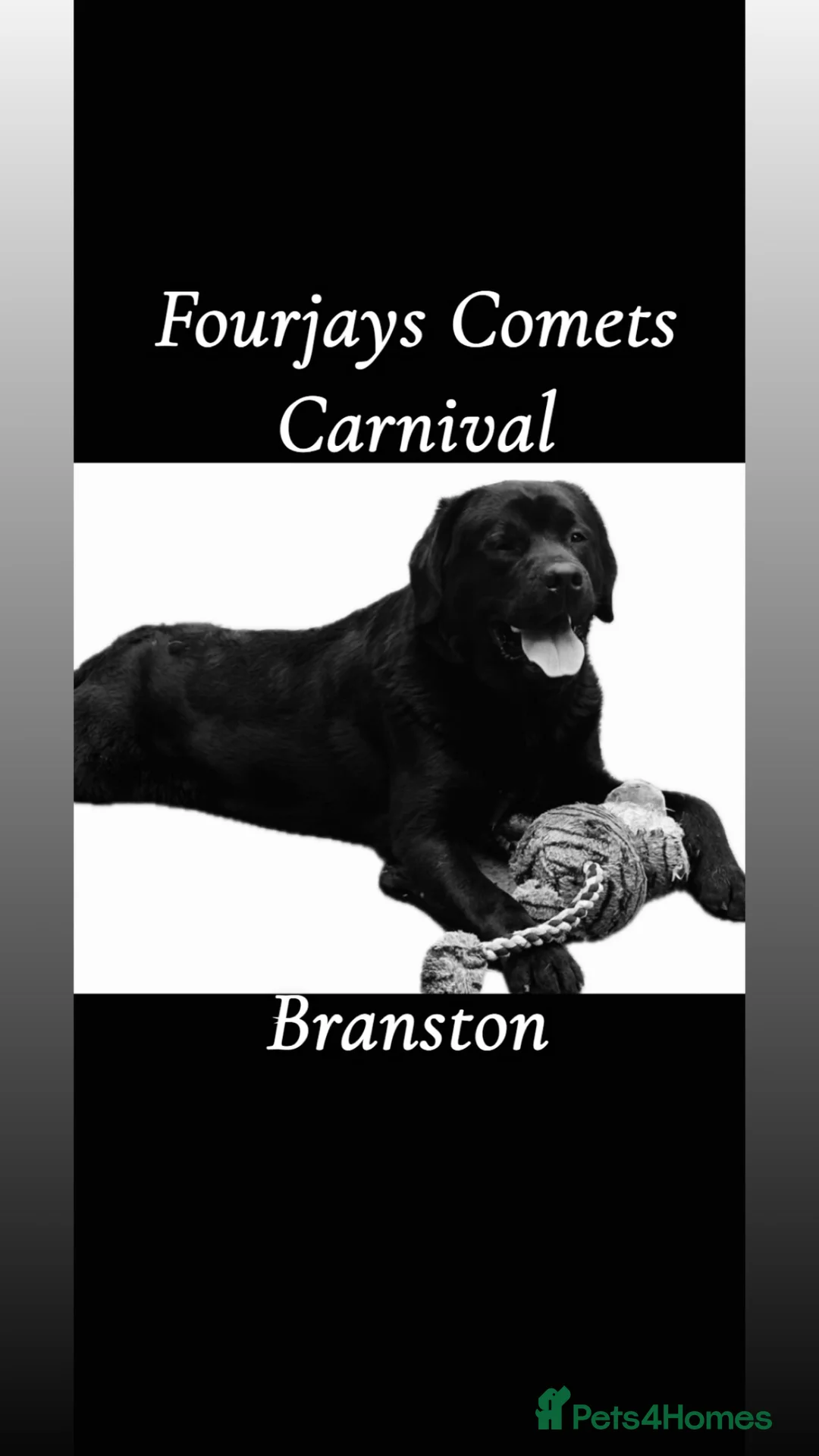 Labrador Retriever dogs for stud: Available for stud Branston  - Advert 1