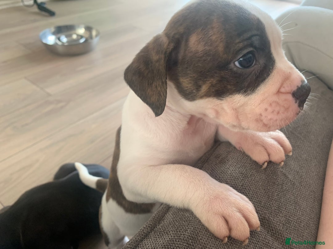 Shorty Bull dogs for sale: Proper pocket bully’s - Advert 26