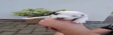 Jack Russell 1