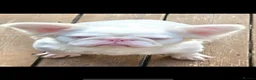 French Bulldog dogs for sale: Fluffy pink French bulldogs - Advert 28