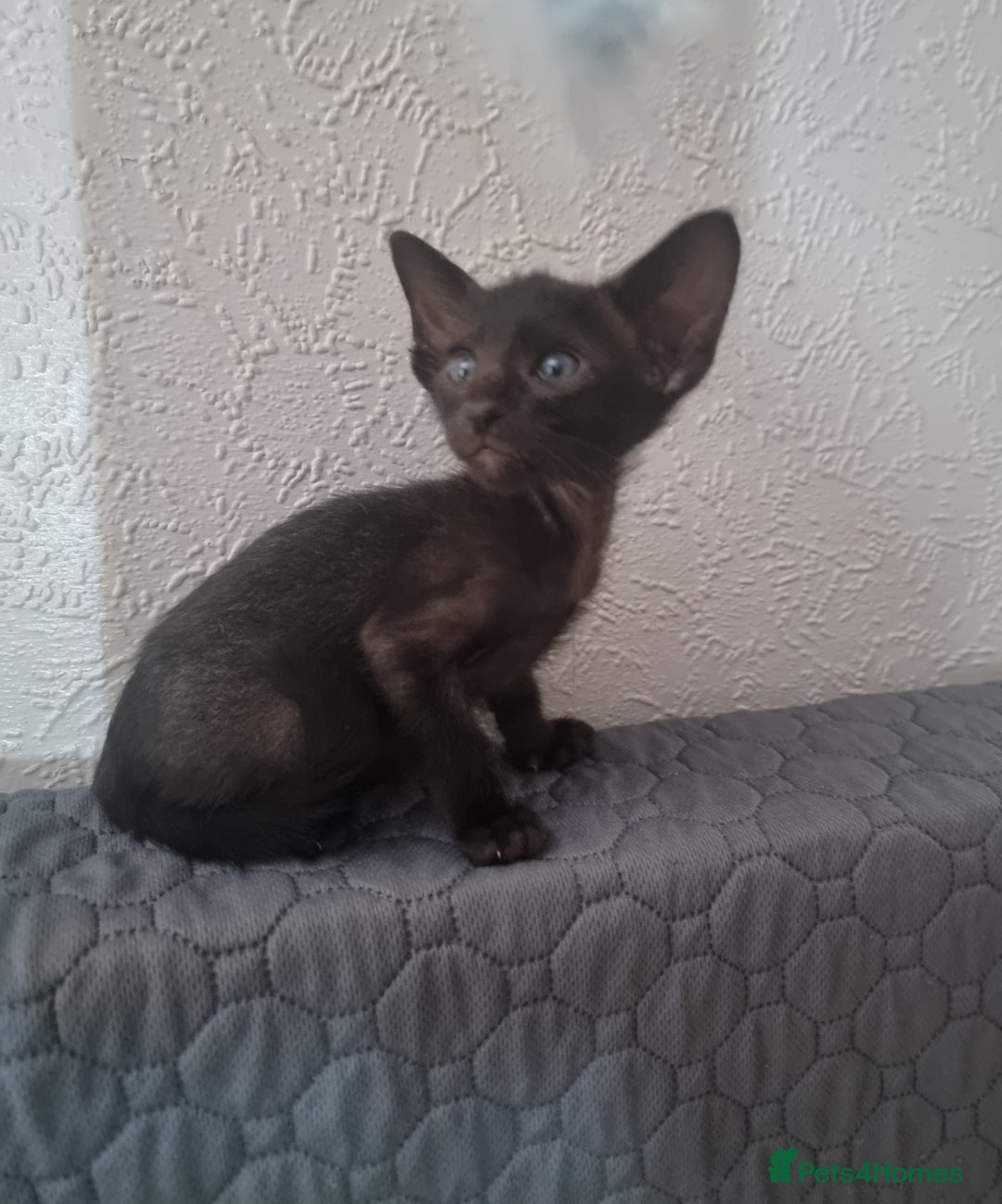 Oriental cats for sale: Oriental kittens - Image 5