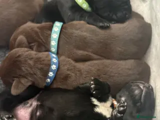 Mixed Breed dogs German Wirehaired Pointer X Labrador puppies - Advert 2