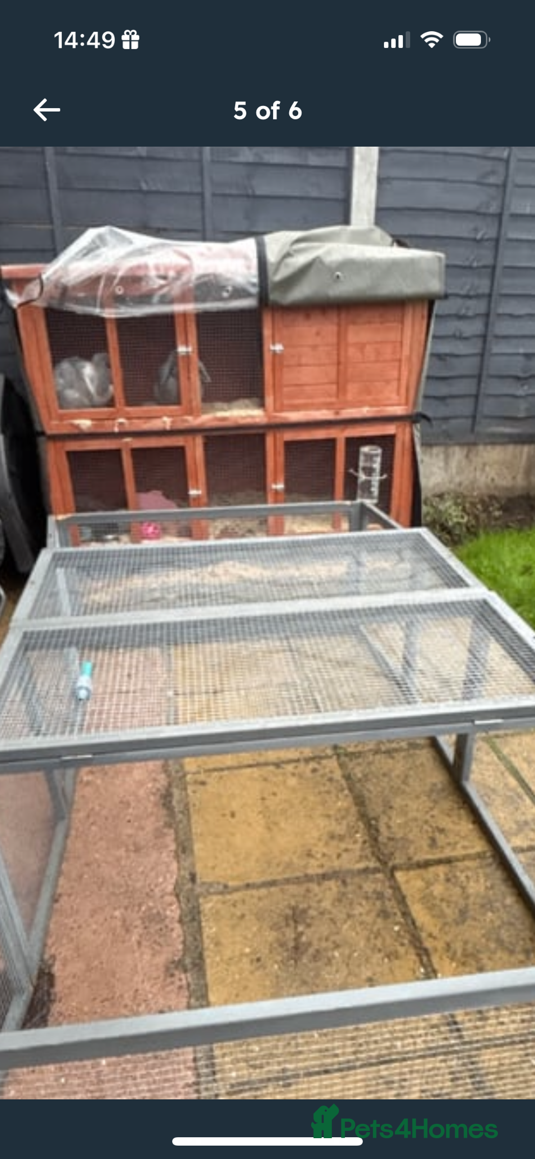Mini Lop rabbits for sale: 2 Sisters mini lop rabbits - Image 6
