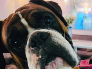 Boxer dogs King Mikey in Rickmansworth - Advert 3