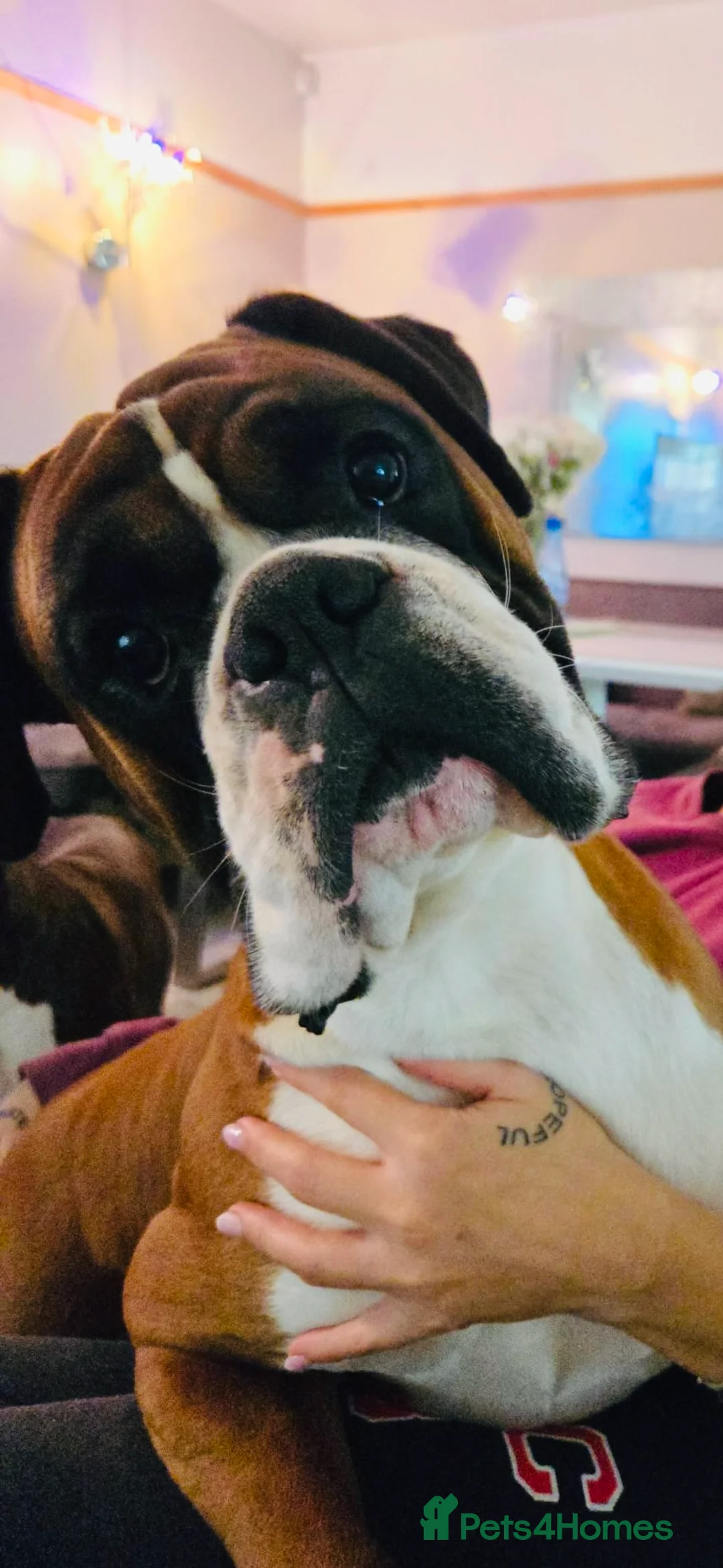 Boxer dogs for stud: King Mikey  in Rickmansworth - Advert 1