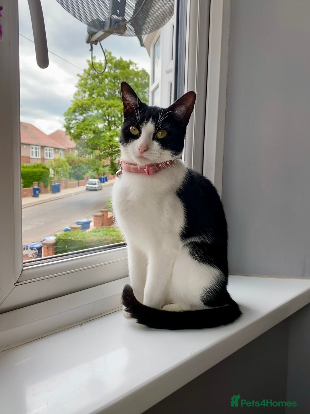 Mixed Breed cats for sale: Luna for rehoming - Image 1