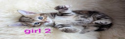 Mixed Breed cats for sale: Gorgeous kittens for sale £250 males £300 females - Advert 9