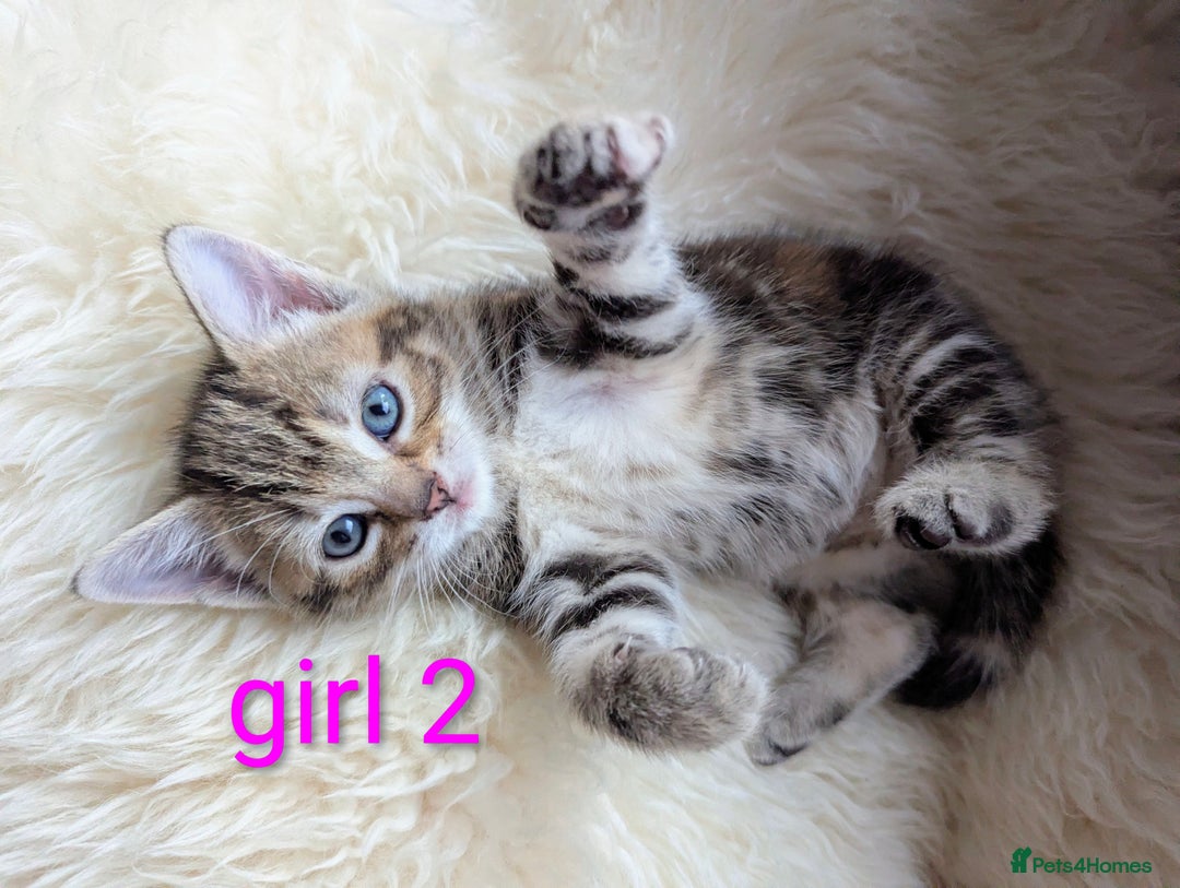 Mixed Breed cats for sale: Gorgeous kittens for sale £250 males £300 females - Advert 9