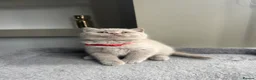 British Shorthair cats for sale: Beautiful lilac British short hair kittens - Advert 24